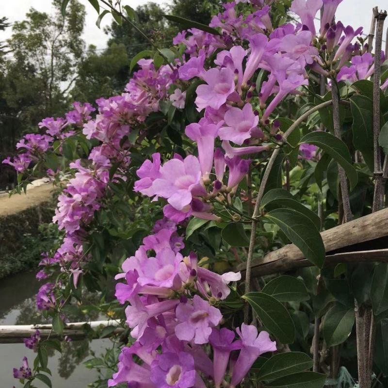 蒜香藤秋冬开花攀爬植物紫铃藤奇特藤本花多庭院阳台盆栽耐寒