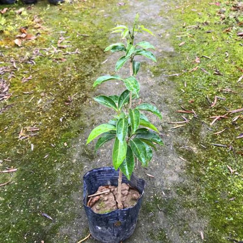 蒜香藤秋冬开花攀爬植物紫铃藤奇特藤本花多庭院阳台盆栽耐寒