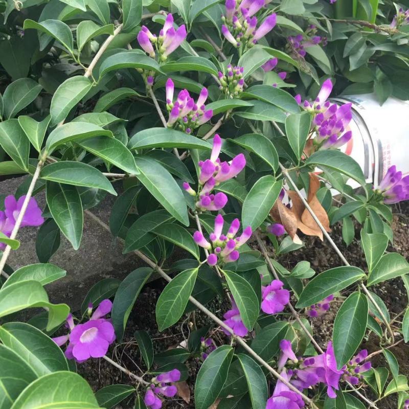 蒜香藤秋冬开花攀爬植物紫铃藤奇特藤本花多庭院阳台盆栽耐寒