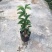 蒜香藤秋冬开花攀爬植物紫铃藤奇特藤本花多庭院阳台盆栽耐寒