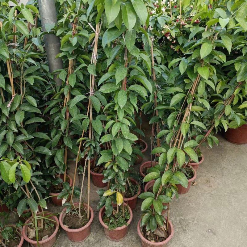 蒜香藤秋冬开花攀爬植物紫铃藤奇特藤本花多庭院阳台盆栽耐寒