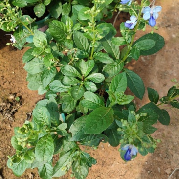 蓝蝴蝶花苗盆栽客厅阳台庭院花卉植物开花似蝴蝶蓝色奇特花期