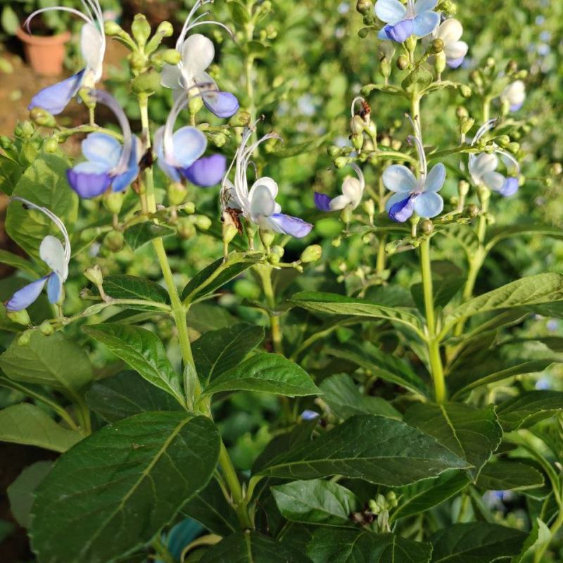 蓝蝴蝶花苗盆栽客厅阳台庭院花卉植物开花似蝴蝶蓝色奇特花期