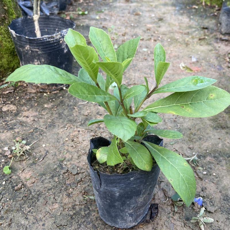 蓝蝴蝶花苗盆栽客厅阳台庭院花卉植物开花似蝴蝶蓝色奇特花期