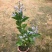 蓝蝴蝶花苗盆栽客厅阳台庭院花卉植物开花似蝴蝶蓝色奇特花期
