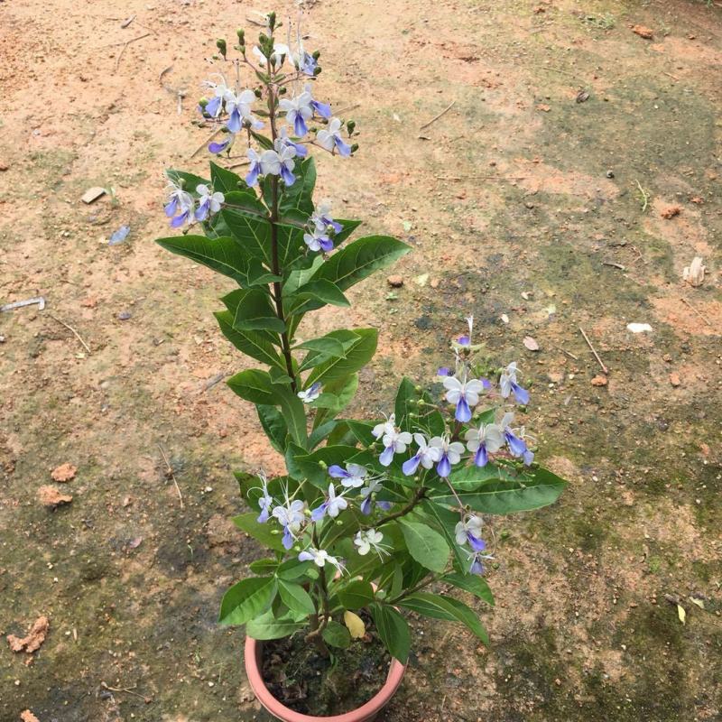 蓝蝴蝶花苗盆栽客厅阳台庭院花卉植物开花似蝴蝶蓝色奇特花期
