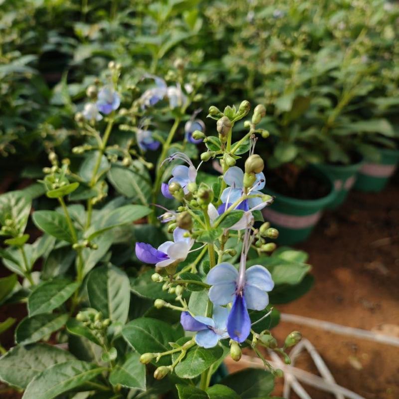 蓝蝴蝶花苗盆栽客厅阳台庭院花卉植物开花似蝴蝶蓝色奇特花期