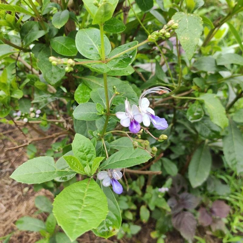 蓝蝴蝶花苗盆栽客厅阳台庭院花卉植物开花似蝴蝶蓝色奇特花期