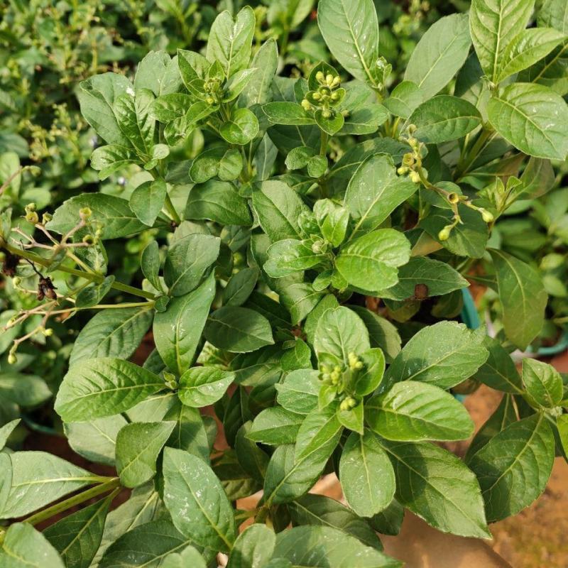 蓝蝴蝶花苗盆栽客厅阳台庭院花卉植物开花似蝴蝶蓝色奇特花期