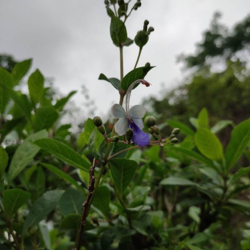 蓝蝴蝶花苗盆栽客厅阳台庭院花卉植物开花似蝴蝶蓝色奇特花期
