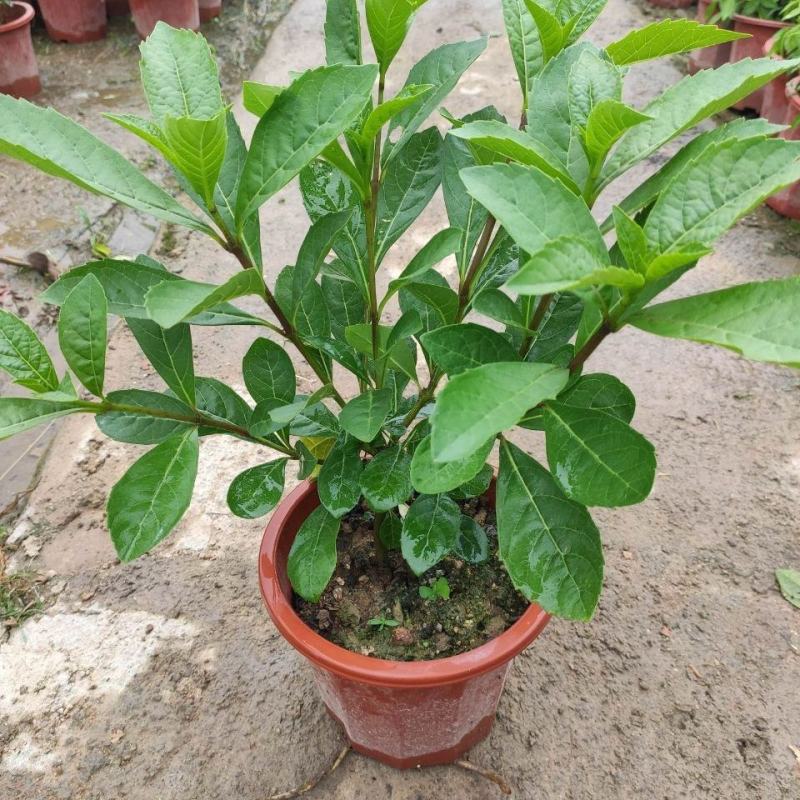 蓝蝴蝶花苗盆栽客厅阳台庭院花卉植物开花似蝴蝶蓝色奇特花期
