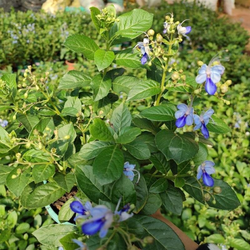 蓝蝴蝶花苗盆栽客厅阳台庭院花卉植物开花似蝴蝶蓝色奇特花期