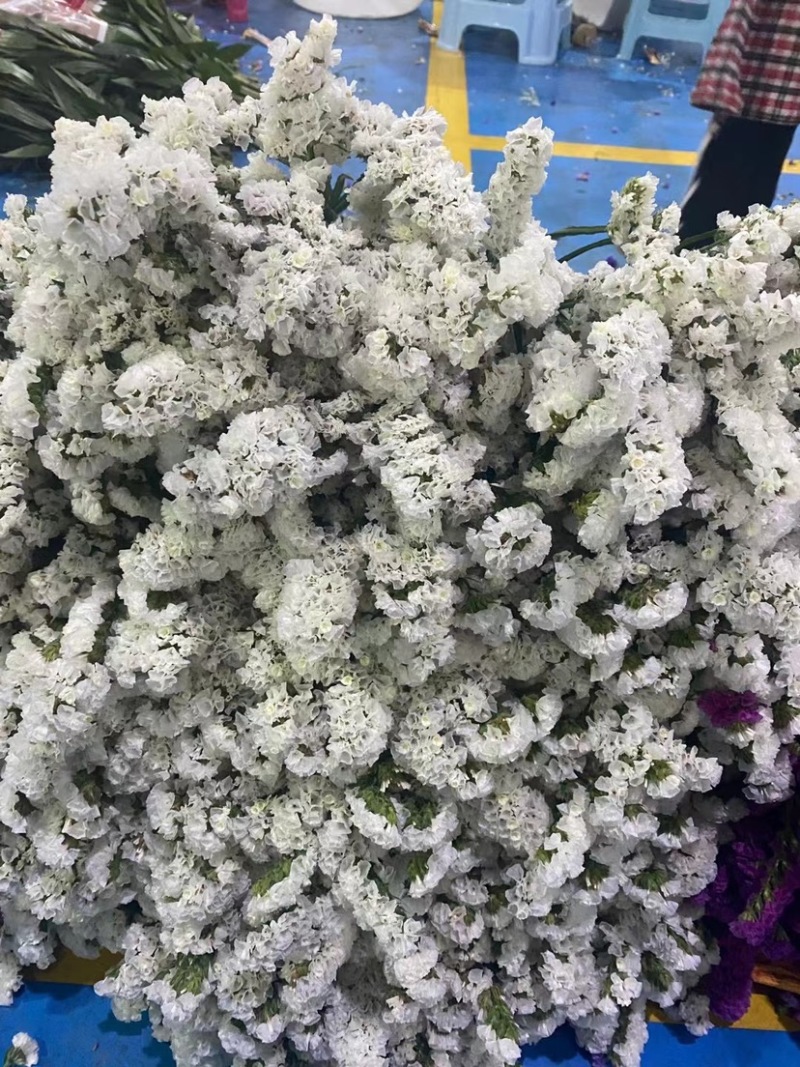 勿忘我云南昆明斗南花市基地直销颜色齐全鲜花