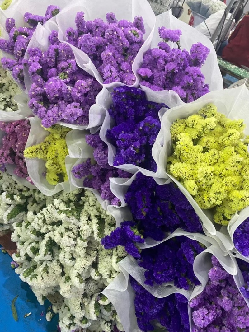 勿忘我云南昆明斗南花市基地直销颜色齐全鲜花