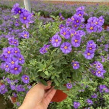 蓝茄花盆栽多年生小灌木庭院阳台盆栽花卉蓝花茄耐寒耐热四季