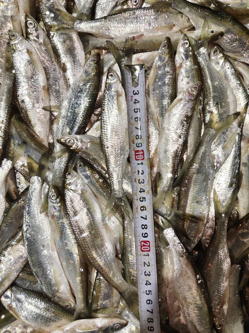 蓝刀鱼（大小），小蓝刀鱼，大蓝刀鱼，淡水非水库鱼
