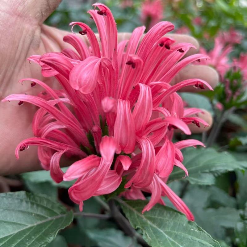 珊瑚花盆栽室内易活阳台庭院鲜花四季开花净化空气多肉带花苞