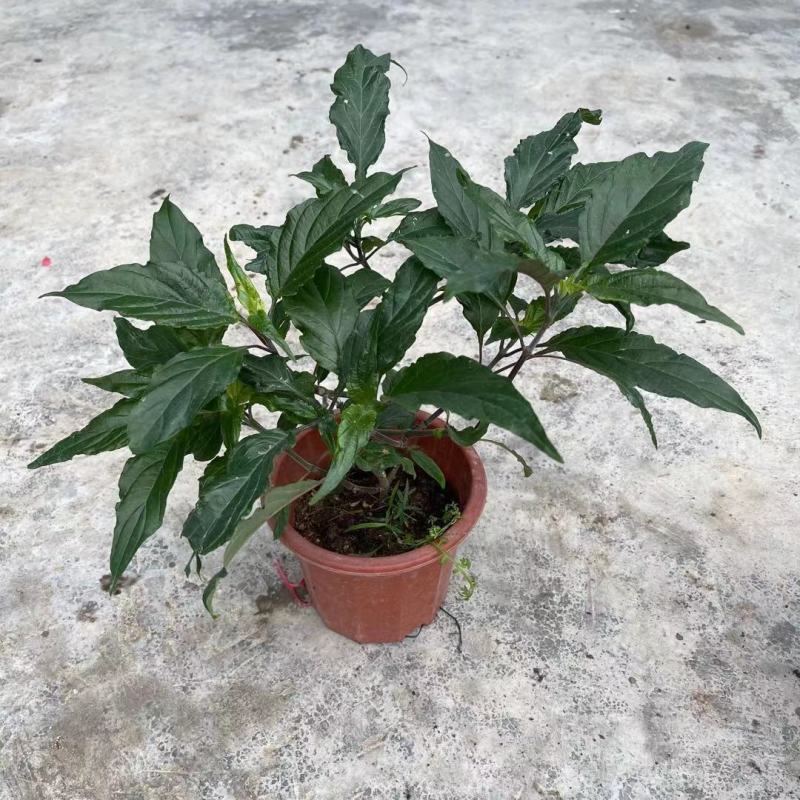 珊瑚花盆栽室内易活阳台庭院鲜花四季开花净化空气多肉带花苞