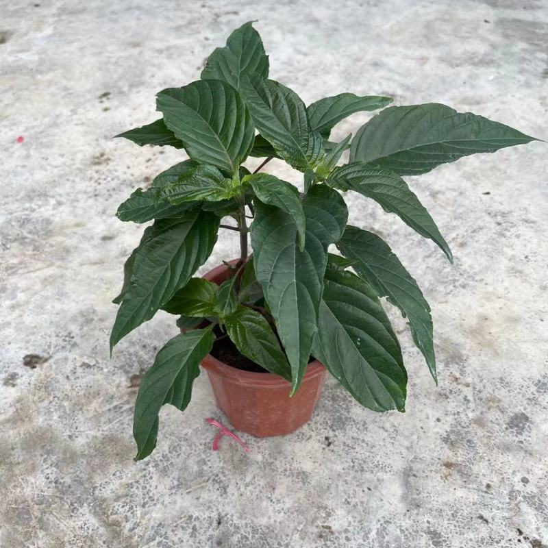 珊瑚花盆栽室内易活阳台庭院鲜花四季开花净化空气多肉带花苞