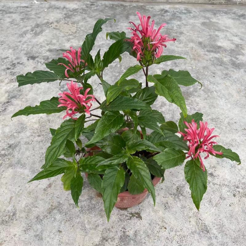 珊瑚花盆栽室内易活阳台庭院鲜花四季开花净化空气多肉带花苞