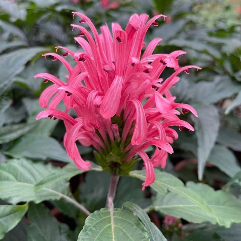 珊瑚花盆栽室内易活阳台庭院鲜花四季开花净化空气多肉带花苞