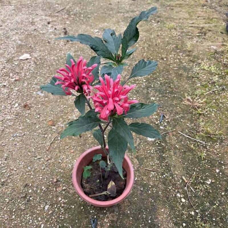 珊瑚花盆栽室内易活阳台庭院鲜花四季开花净化空气多肉带花苞