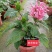 珊瑚花盆栽室内易活阳台庭院鲜花四季开花净化空气多肉带花苞