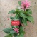 珊瑚花盆栽室内易活阳台庭院鲜花四季开花净化空气多肉带花苞