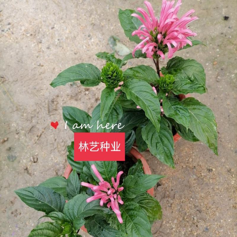 珊瑚花盆栽室内易活阳台庭院鲜花四季开花净化空气多肉带花苞