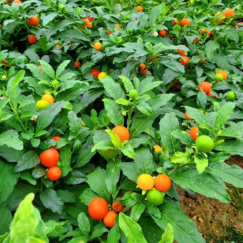 吉庆果盆栽冬珊瑚四季果耐热耐寒多年生室内观果植物花卉观赏