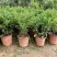 吉庆果盆栽冬珊瑚四季果耐热耐寒多年生室内观果植物花卉观赏