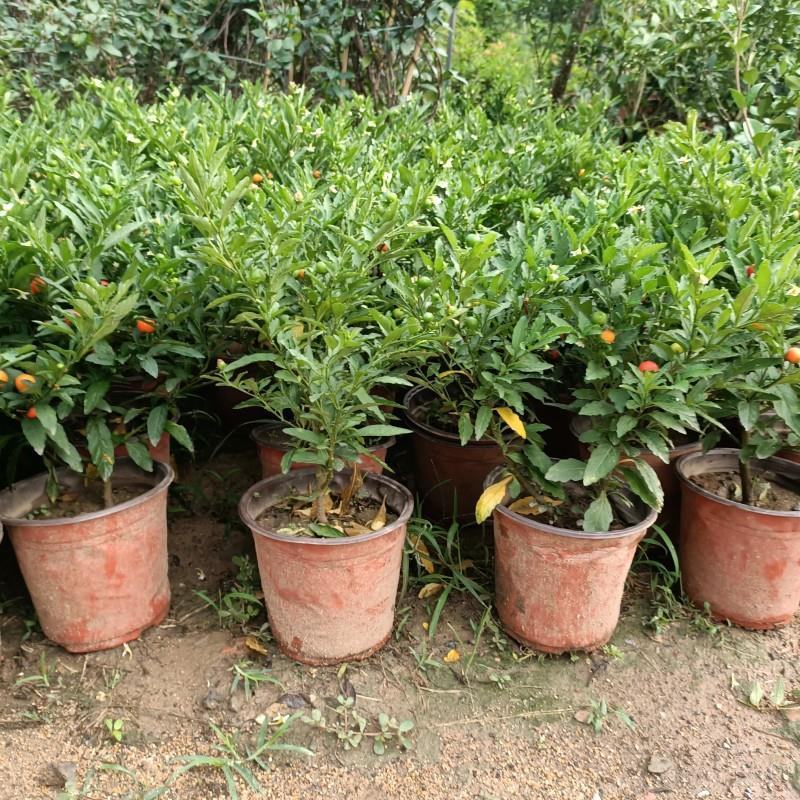吉庆果盆栽冬珊瑚四季果耐热耐寒多年生室内观果植物花卉观赏