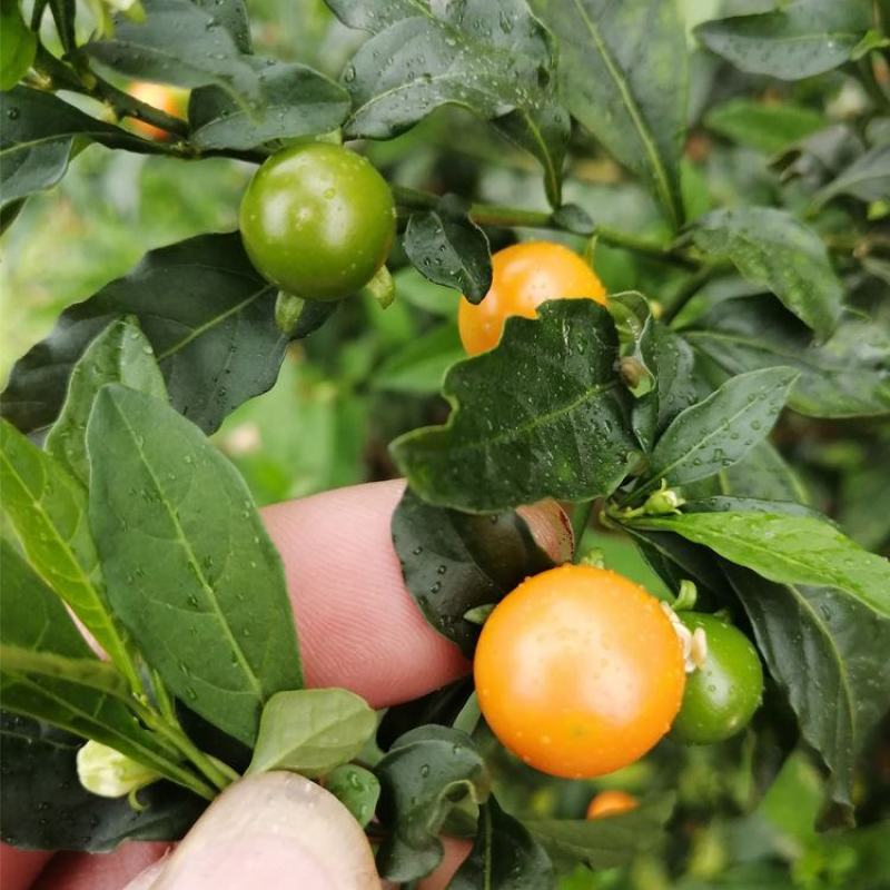 吉庆果盆栽冬珊瑚四季果耐热耐寒多年生室内观果植物花卉观赏