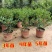 吉庆果盆栽冬珊瑚四季果耐热耐寒多年生室内观果植物花卉观赏