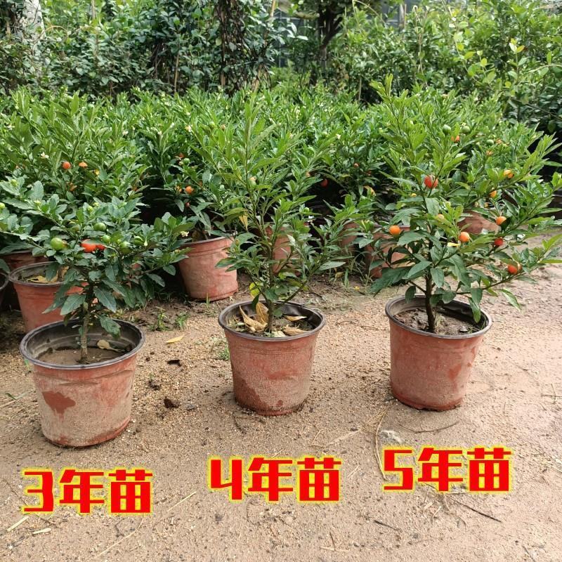 吉庆果盆栽冬珊瑚四季果耐热耐寒多年生室内观果植物花卉观赏