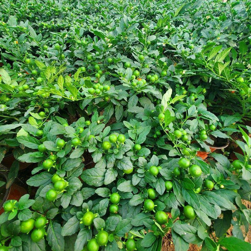 吉庆果盆栽冬珊瑚四季果耐热耐寒多年生室内观果植物花卉观赏