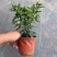 吉庆果盆栽冬珊瑚四季果耐热耐寒多年生室内观果植物花卉观赏