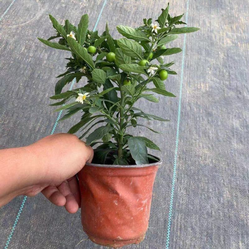 吉庆果盆栽冬珊瑚四季果耐热耐寒多年生室内观果植物花卉观赏