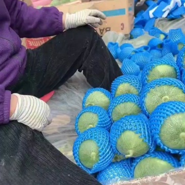 喻屯甜瓜开始大量上市中。。。