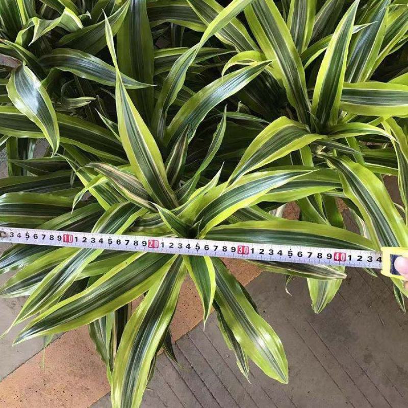 金心也门铁巴西铁美人铁巴西木龙须树绿植室内花卉观叶植物盆