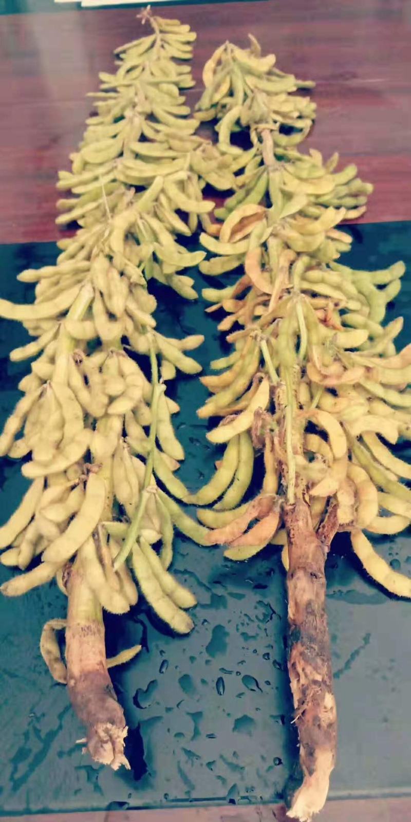 大豆种子