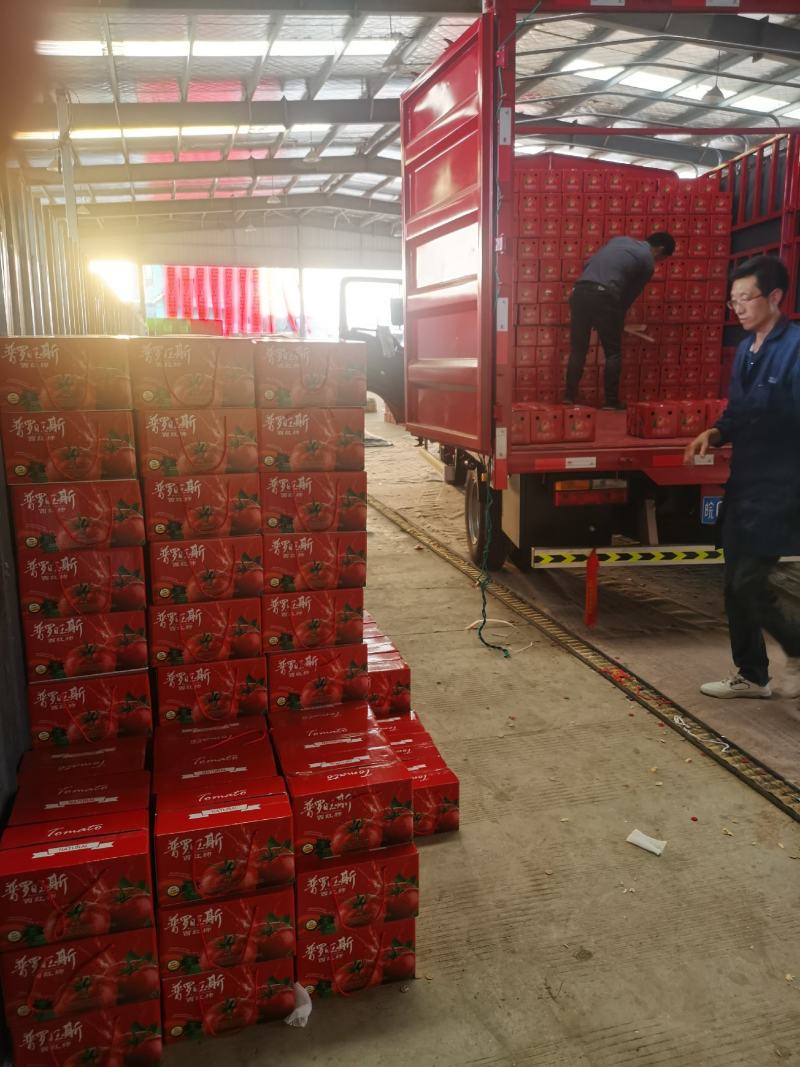普罗旺斯西红柿社区团购供应链全国一件代发
