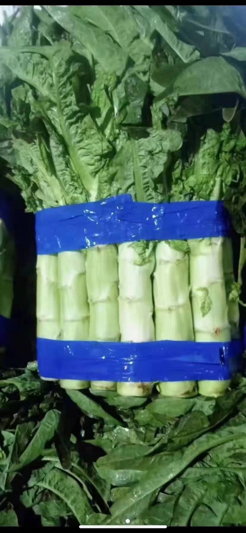 湖北莴苣红叶莴笋，大量上市，价格便宜，代发全国