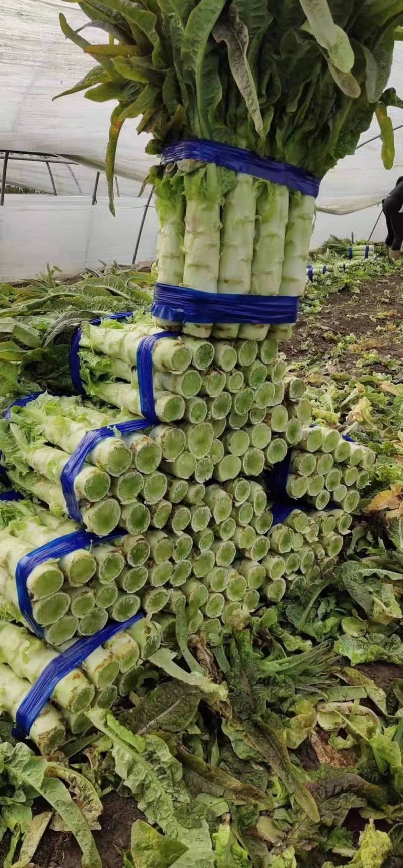 湖北莴苣红叶莴笋，大量上市，价格便宜，代发全国