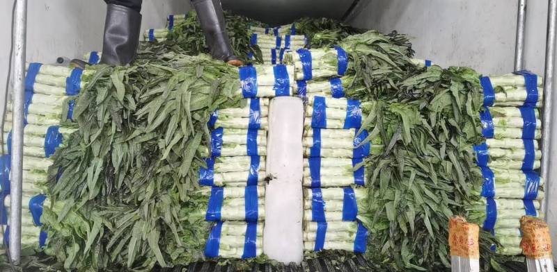 湖北莴苣红叶莴笋，大量上市，价格便宜，代发全国