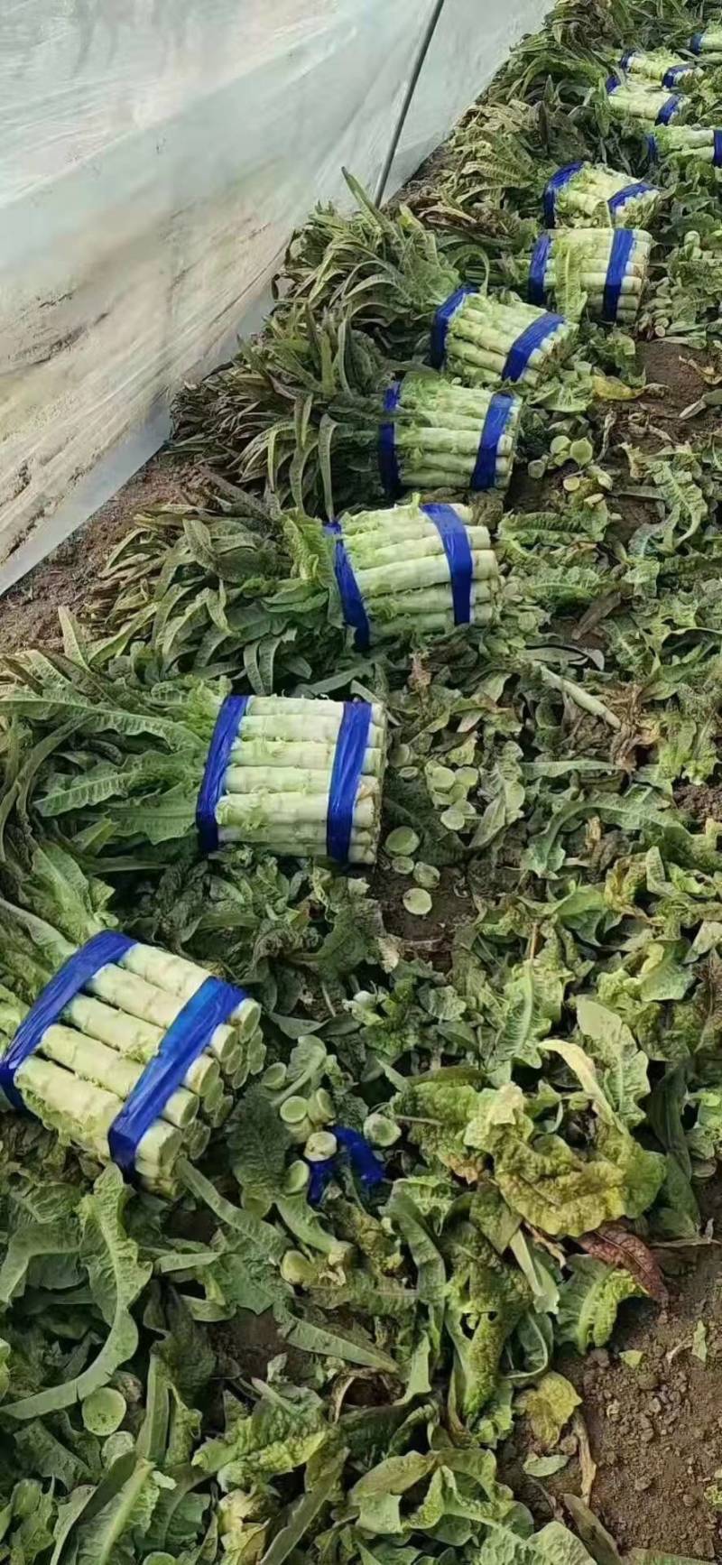 湖北莴苣红叶莴笋，大量上市，价格便宜，代发全国
