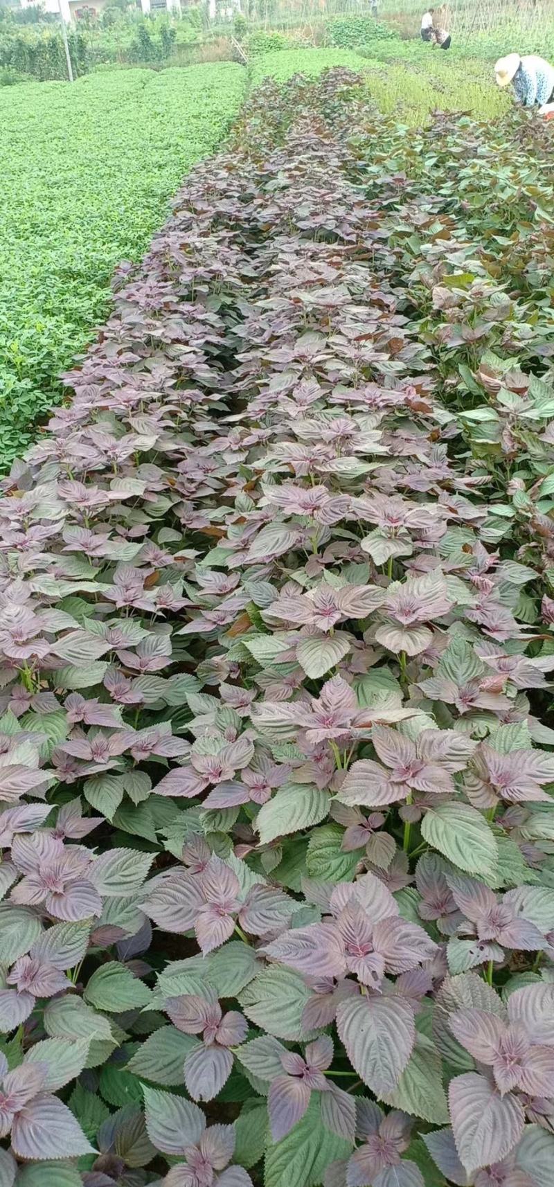 正宗乡里紫苏叶，大量供应，量大从优，你有量我有价欢迎合作