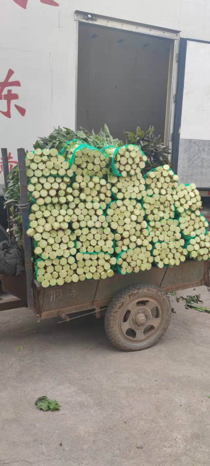 湖北莴苣红叶莴笋，大量上市，价格便宜，代发全国
