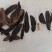 水蛭干货黑条水蛭常年经营各种中药材
