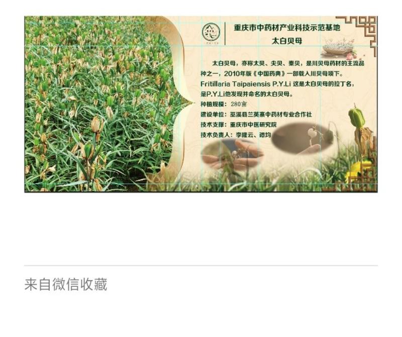 太白贝是重庆市巫溪县兰英乡国家重点扶持支柱产业。
